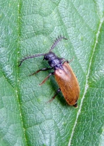 Drilus flavescens